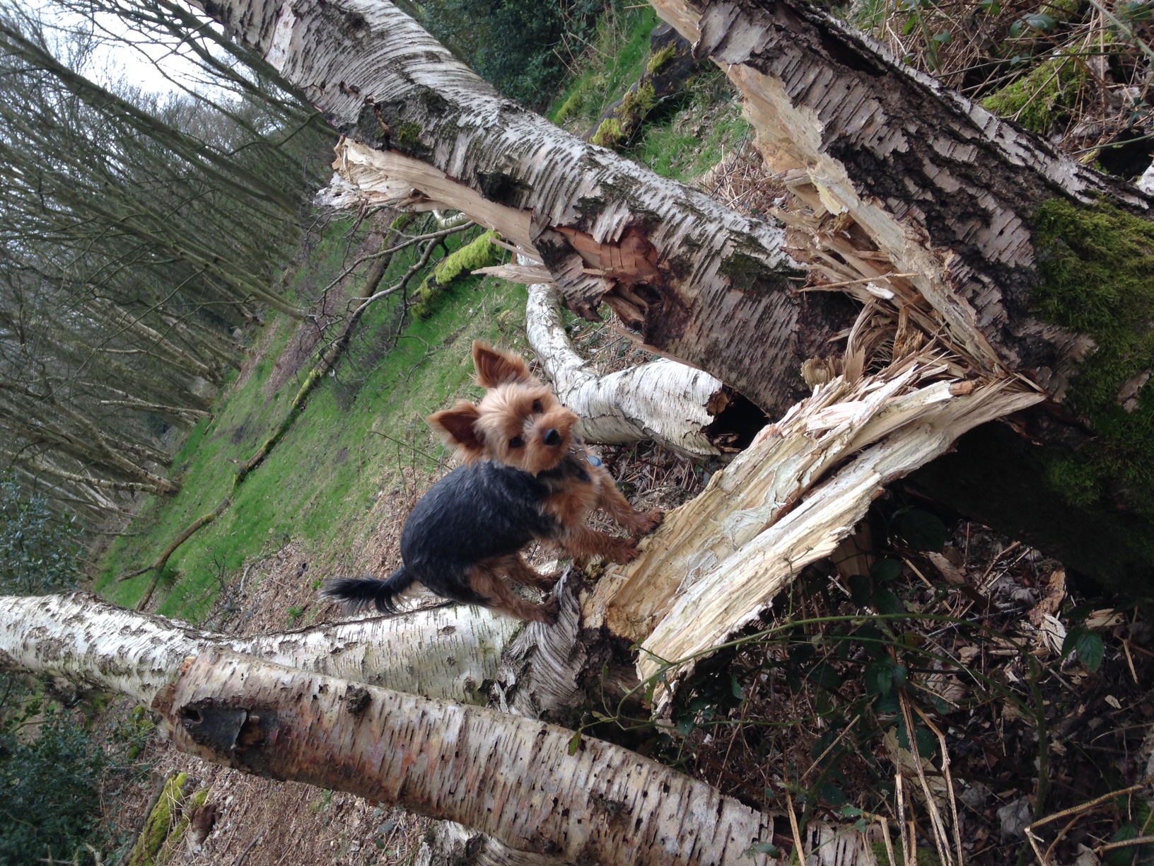 yorkshire terrier climbing