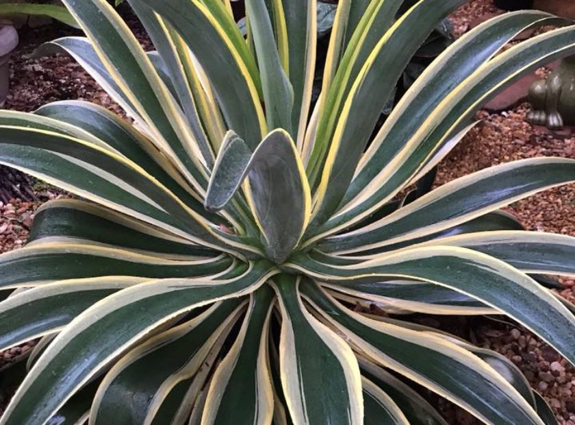 This Agave has very nice form!