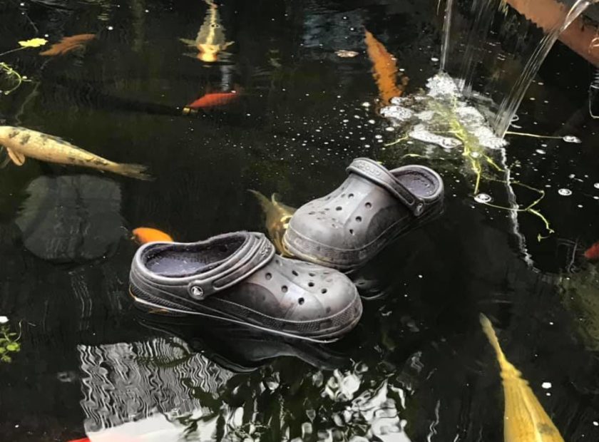 crocs in pond (1)