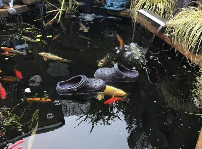 crocs in pond (2)