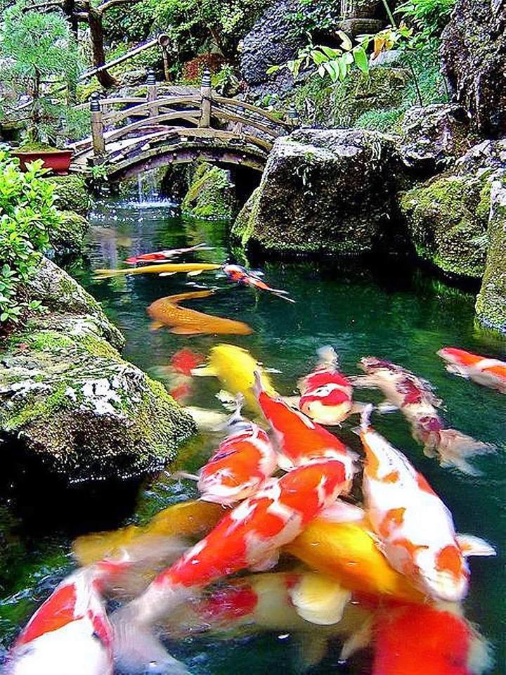 photoshop koi pond