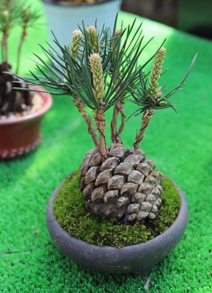 pine cone garden (1)