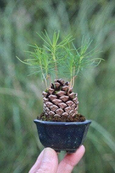 pine cone garden (2)