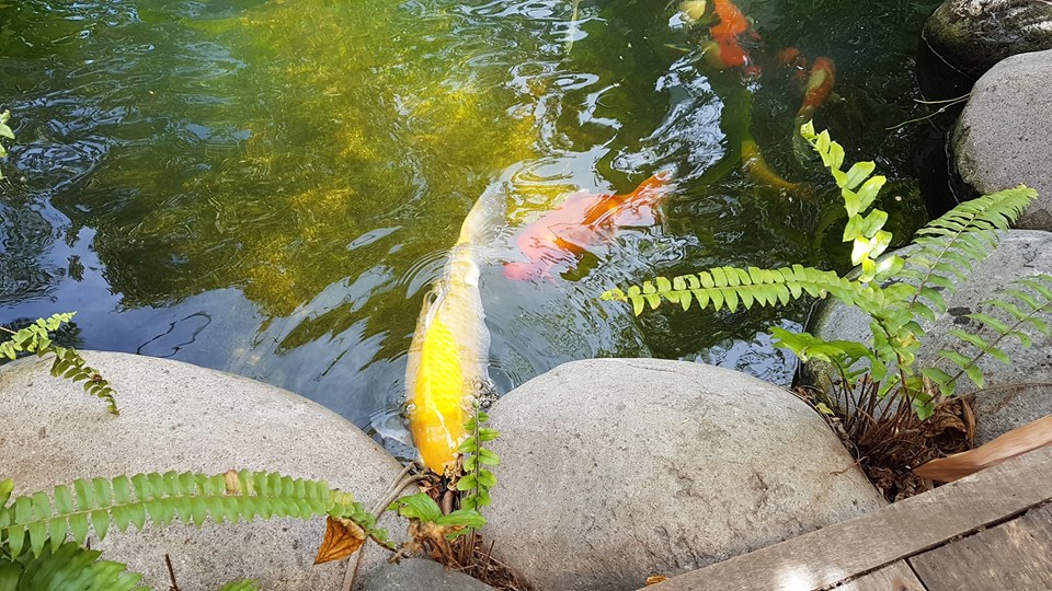 koi swimming (3)