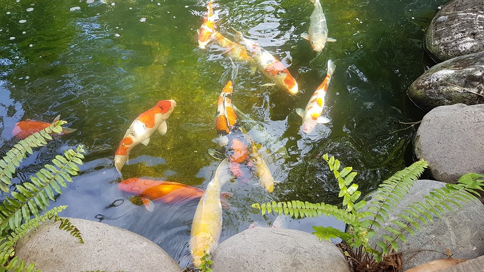 koi swimming (4)