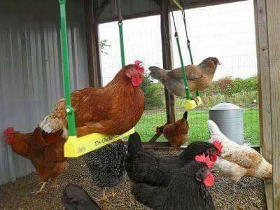 chicken coop ideas (11)