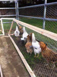 chicken coop ideas (13)
