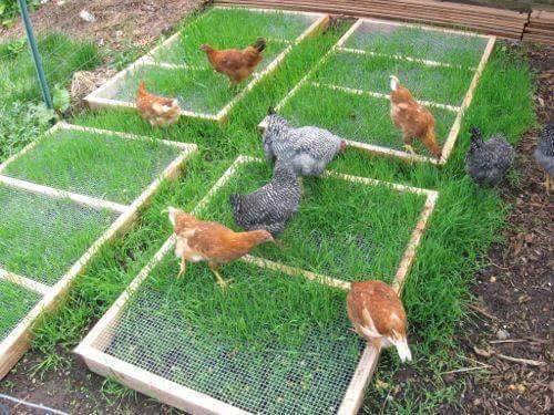 chicken coop ideas (15)