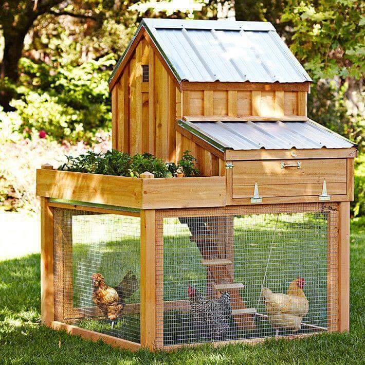 chicken coop ideas (2)
