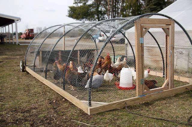 chicken coop ideas (22)