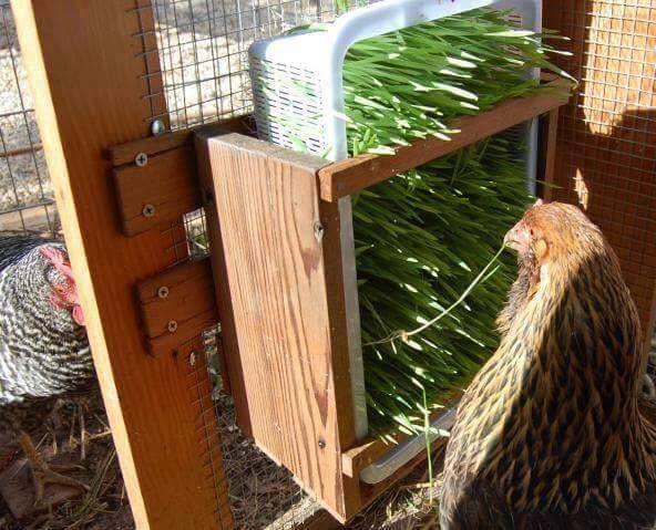 chicken coop ideas (24)