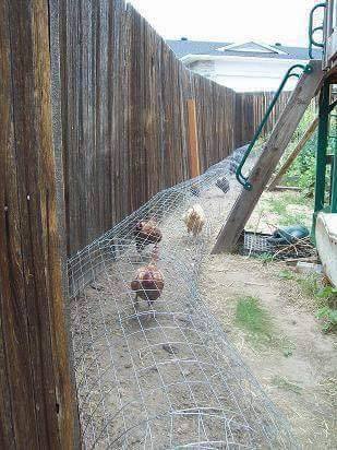 chicken coop ideas (5)