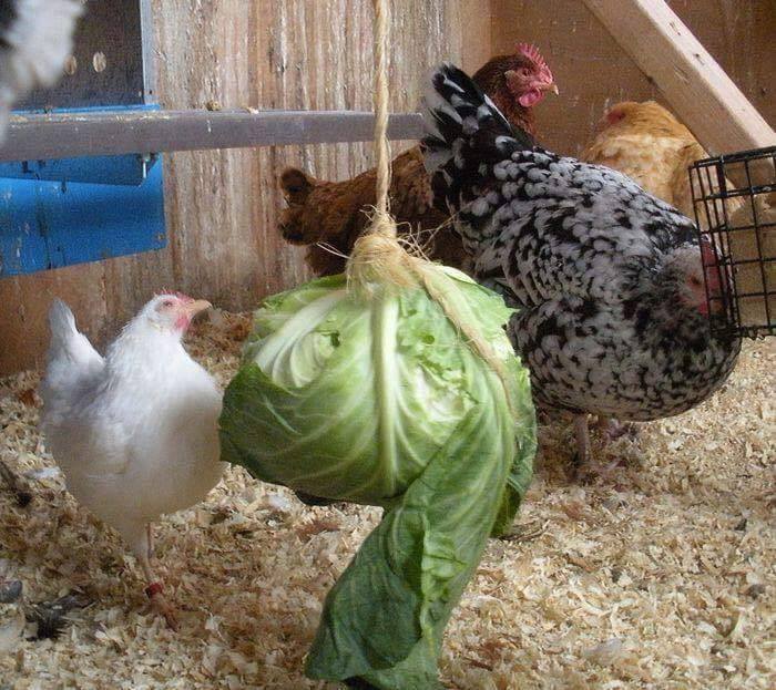 chicken coop ideas (8)