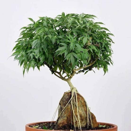 Bonsai Cannabis Plants