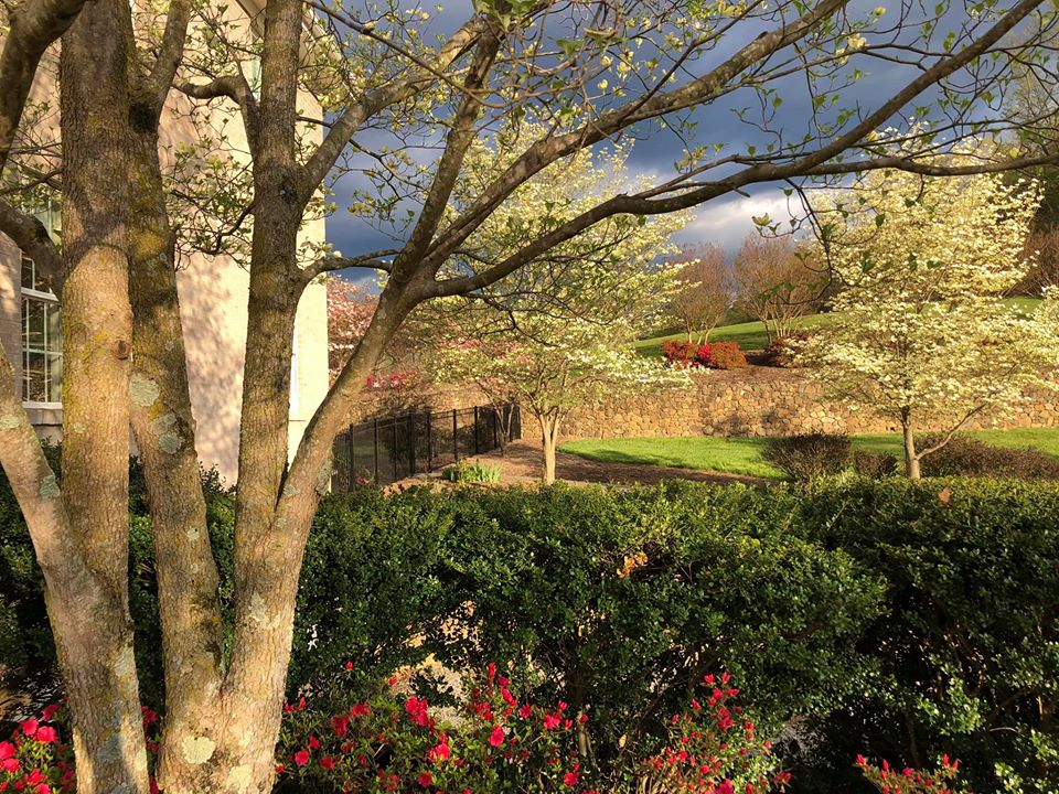 Our farm is in at the base of Blue Ridge Mountains in South West Virginia, USA (4)