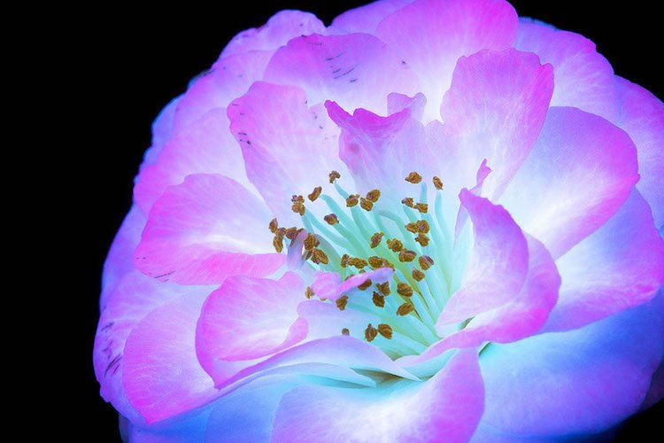 Flowers Ultraviolet Light (1)