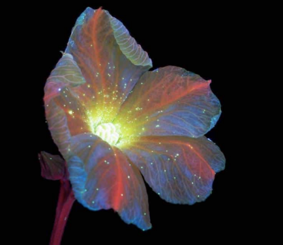 Flowers Ultraviolet Light (1)