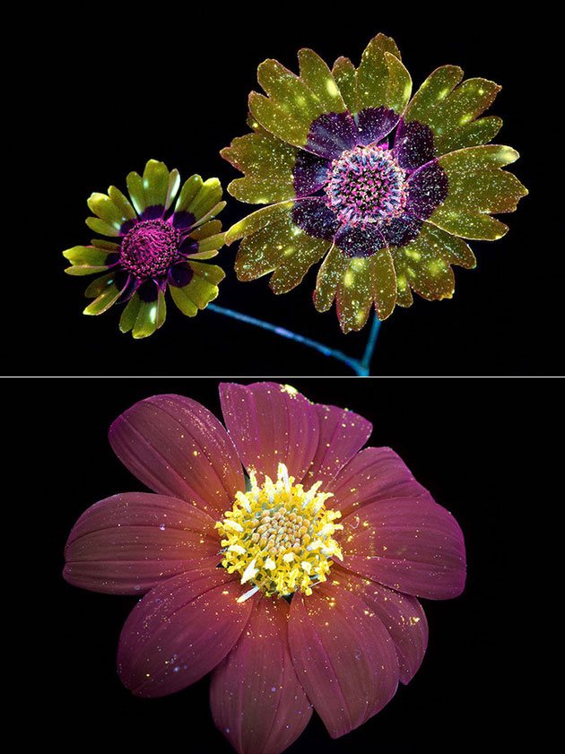 Flowers Ultraviolet Light (2)