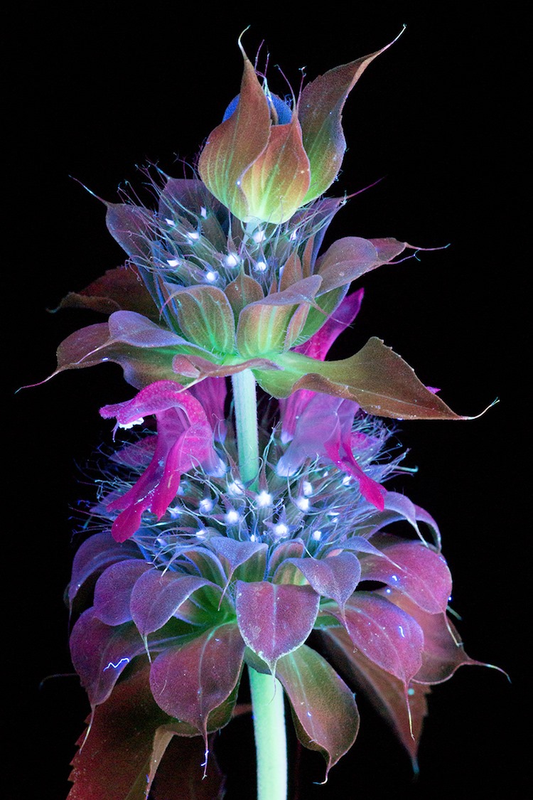Flowers Ultraviolet Light (4)