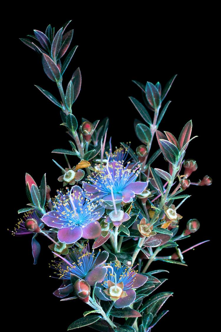 Flowers Ultraviolet Light (5)