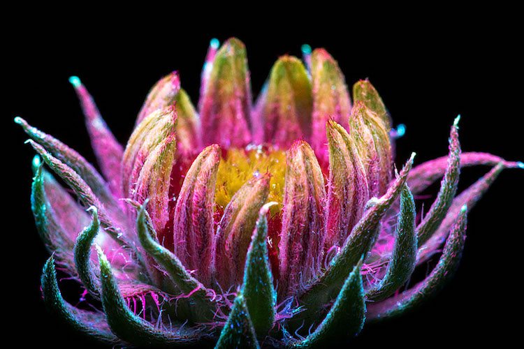 Flowers Ultraviolet Light (6)