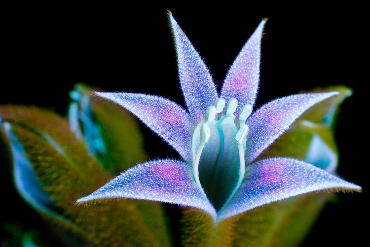 Flowers Ultraviolet Light (8)