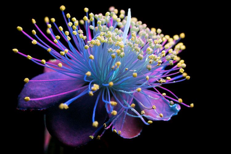Flowers Ultraviolet Light (9)