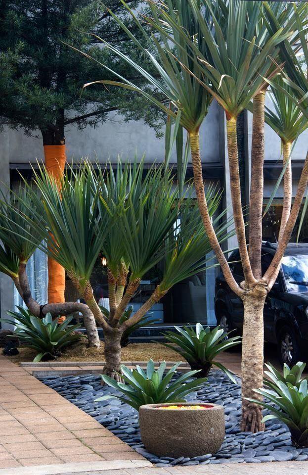 palm tree gardens (5)
