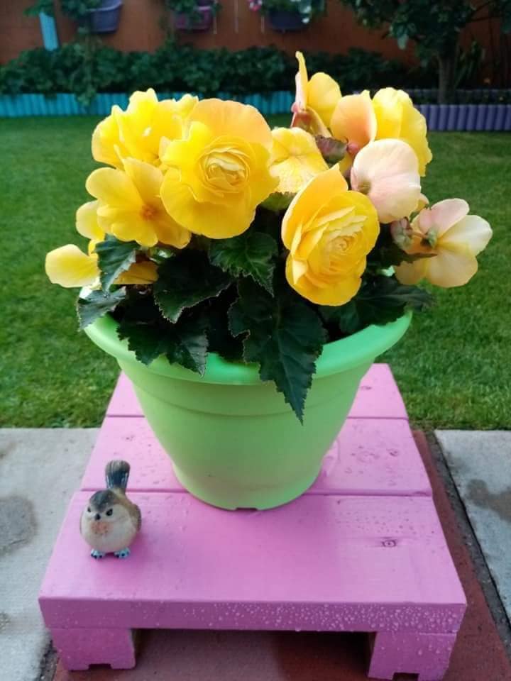 colourful plant pot ideas (31)