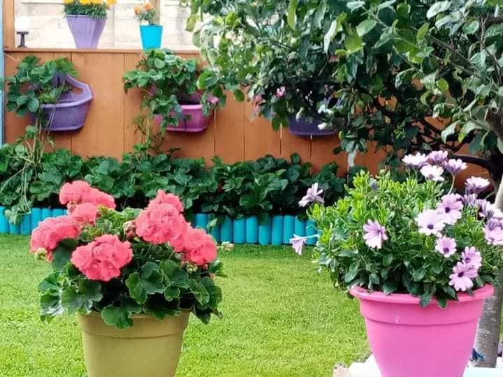 colourful plant pot ideas (4)