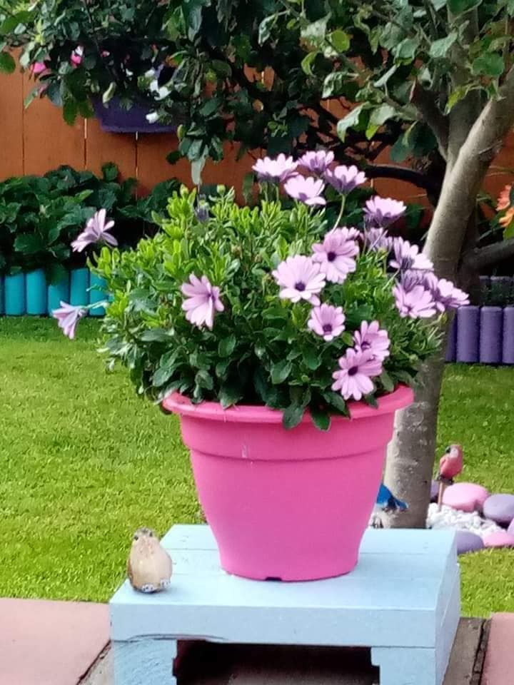 colourful plant pot ideas (6)