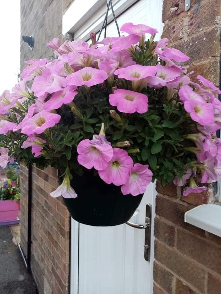 colourful plant pot ideas (8)