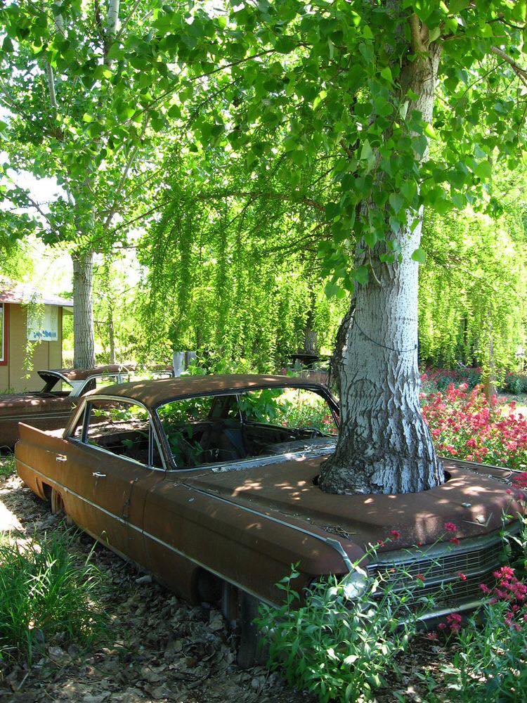 cars in gardens (32)