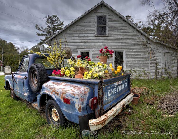 cars in gardens (50)