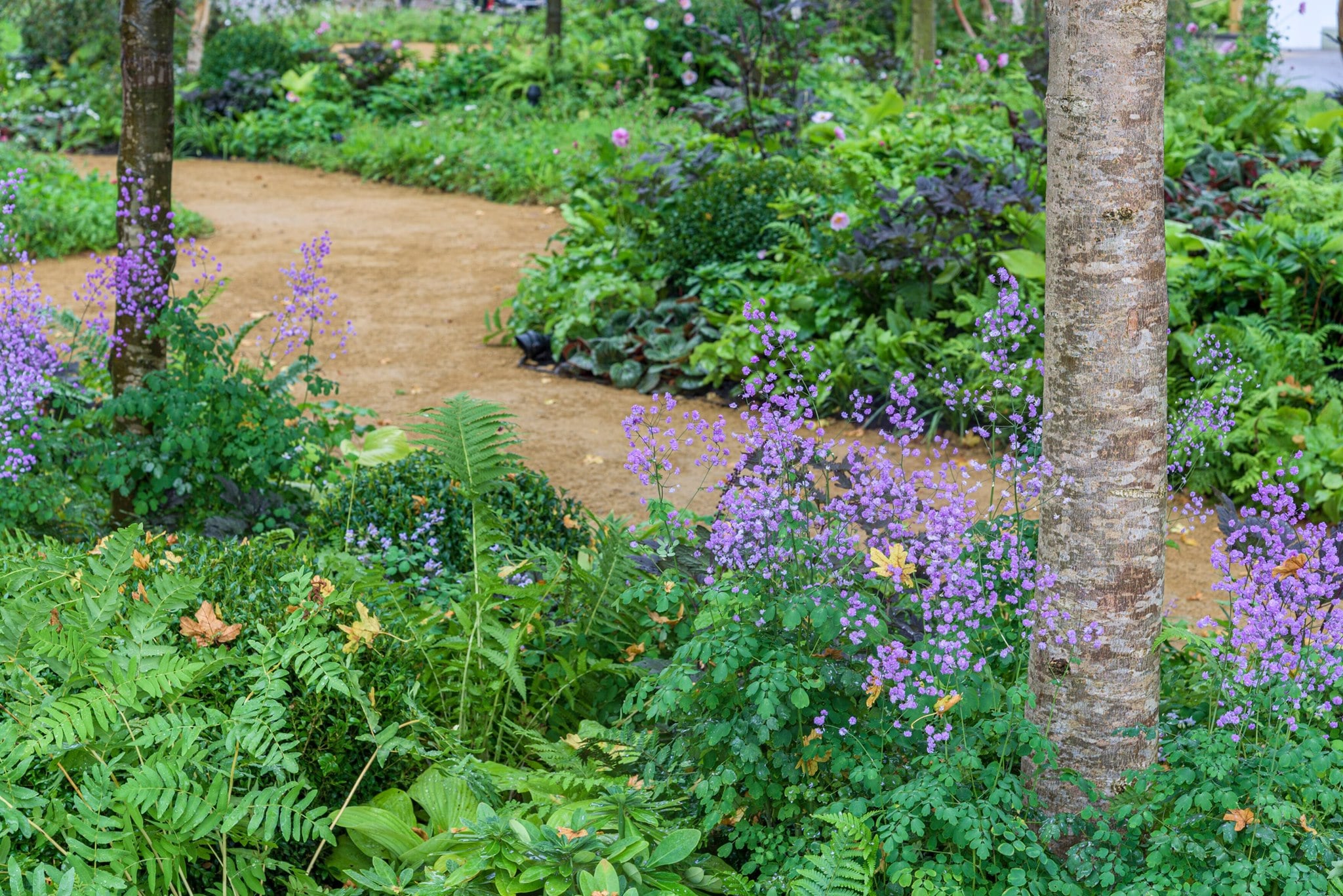 RHSChelsea (13)