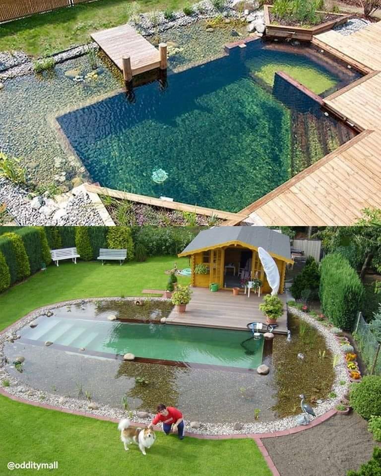natural swim pool